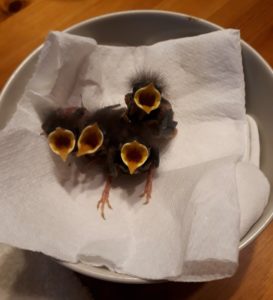 Robin chicks waiting to be fed