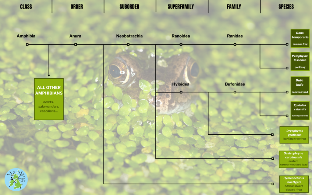 Diagram showing frog and toad evolution