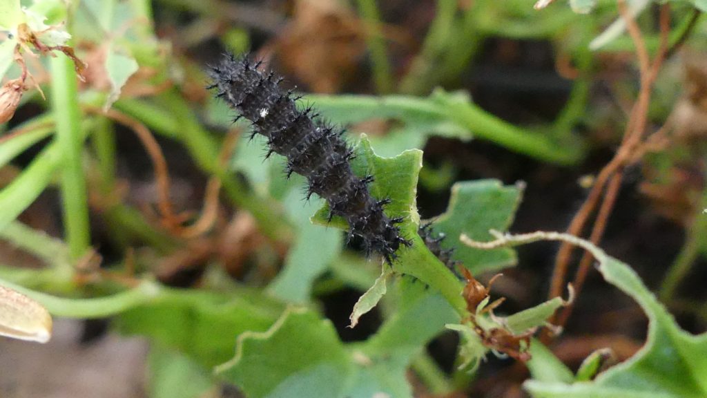 Pearl-bordered fritillary caterpillar