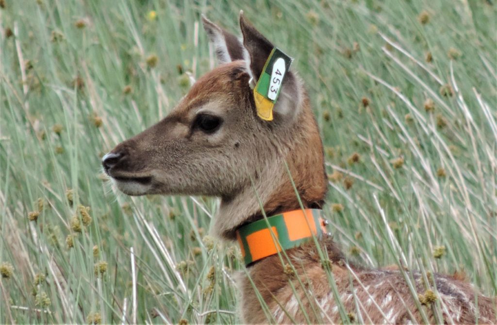 A female calf tagged and collared to assist research in the ‘outdoor laboratory’ of Rum