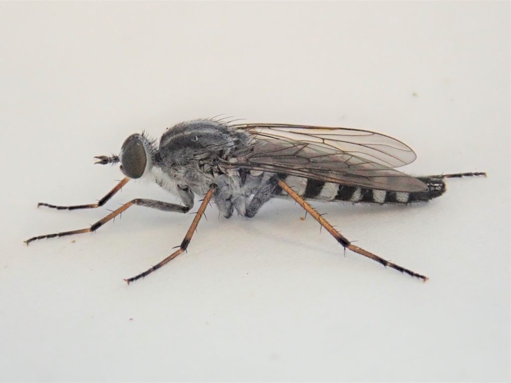 Pandivirilia melaleuca, the forest silver-stiletto fly