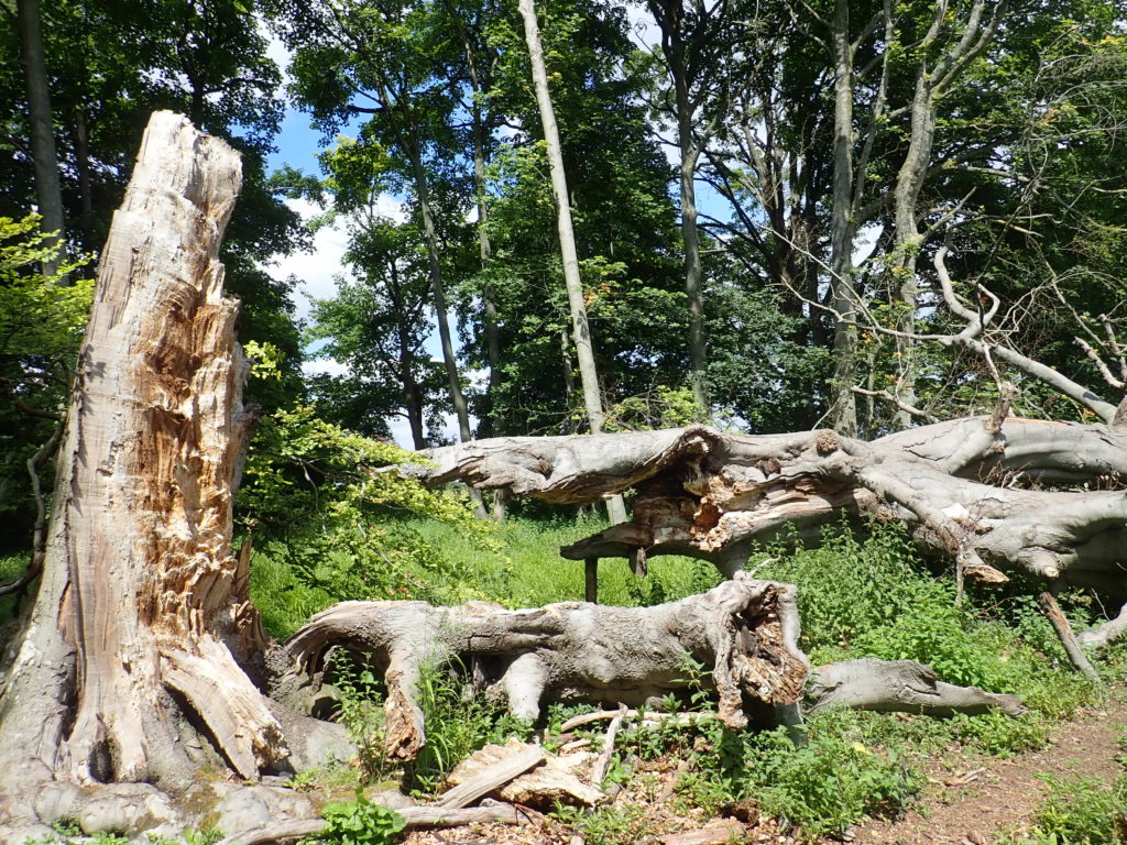 Fallen beech tree, Wytham Woods