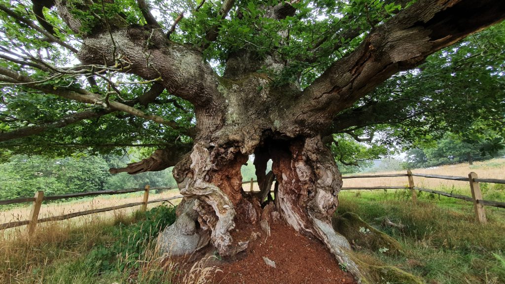 The ‘Lady in Waiting’ Oak (Quercus petraea) at the Cowdray Estate, Midhurst