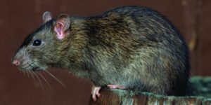 Norway Rat (Rattus norvegicus). Image: Bayer Crop Science UK/Flickr (CC)