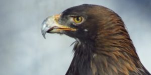 European Golden Eagle (Aquila chrysaetos chrysaetos). Image: Fishhawk, Flickr (CC)