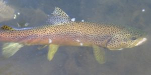 Brown Trout (Salmo trutta). Image: Nils Rinaldi, Flickr (CC)