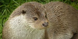 Eurasian River Otter (Lutra lutra). Image: Tim Strater/Flickr (CC)