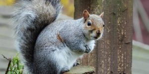 Eastern Grey Squirrel (Sciurus carolinensis). Image: Pete Beard/Flickr (CC)