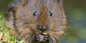 European Water Vole (Arvicola amphibius). Image: Peter Trimming, Flickr (CC)