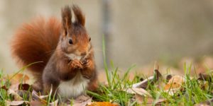 Eurasian Red Squirrel (Sciurus vulgaris). Image: James Arup/Flickr (CC)