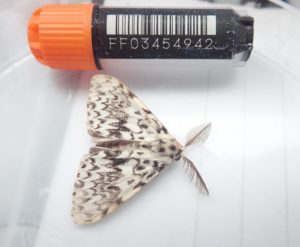 Black Arches Lymantria