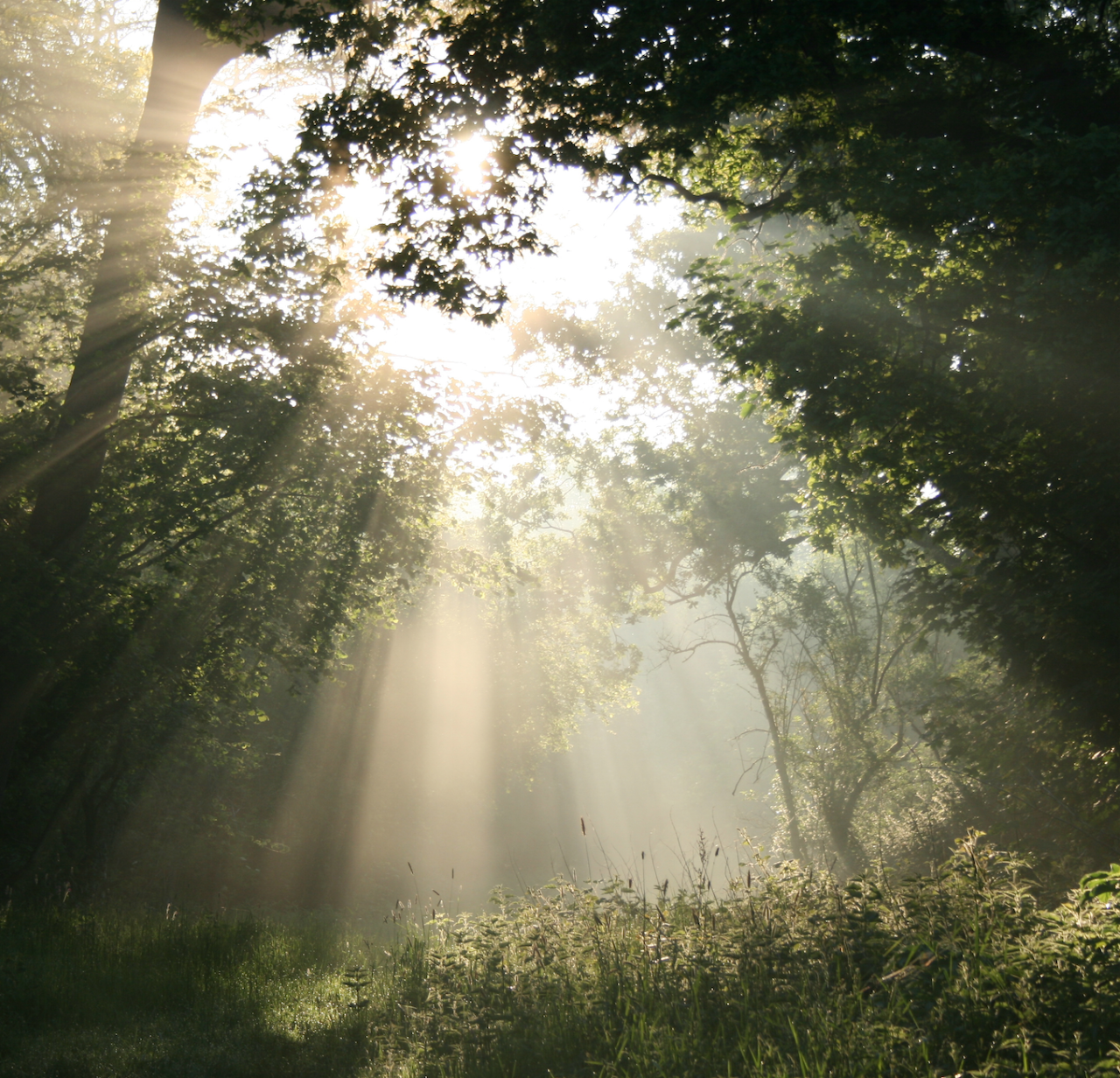Sunbeams shine through ancient woodlands