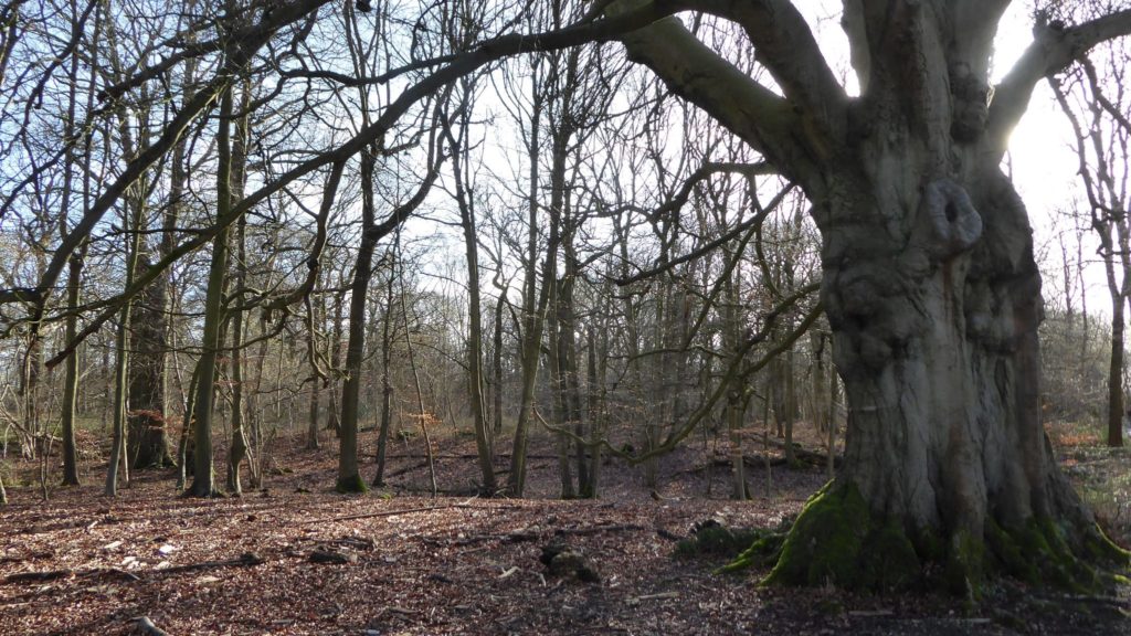 Wytham woods