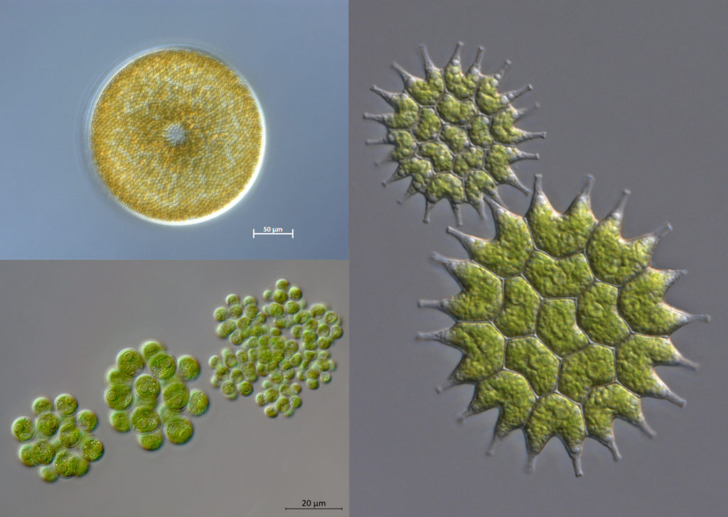 Three algae 