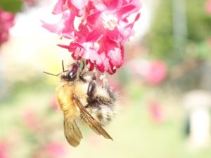 Common Carder Bee