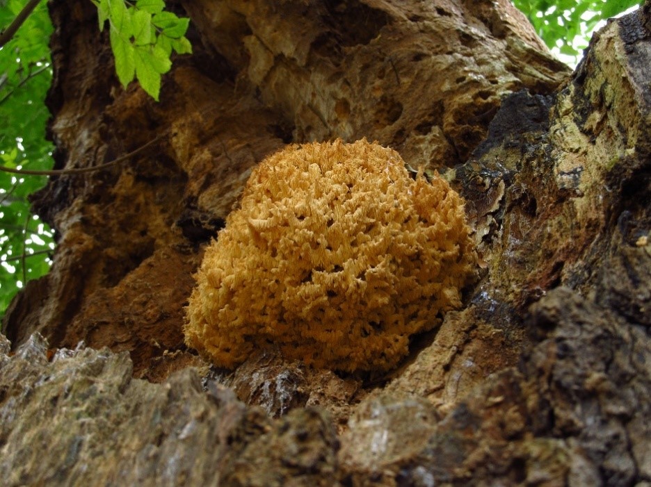 The rare coral tooth fungus (Hericium coralloides)