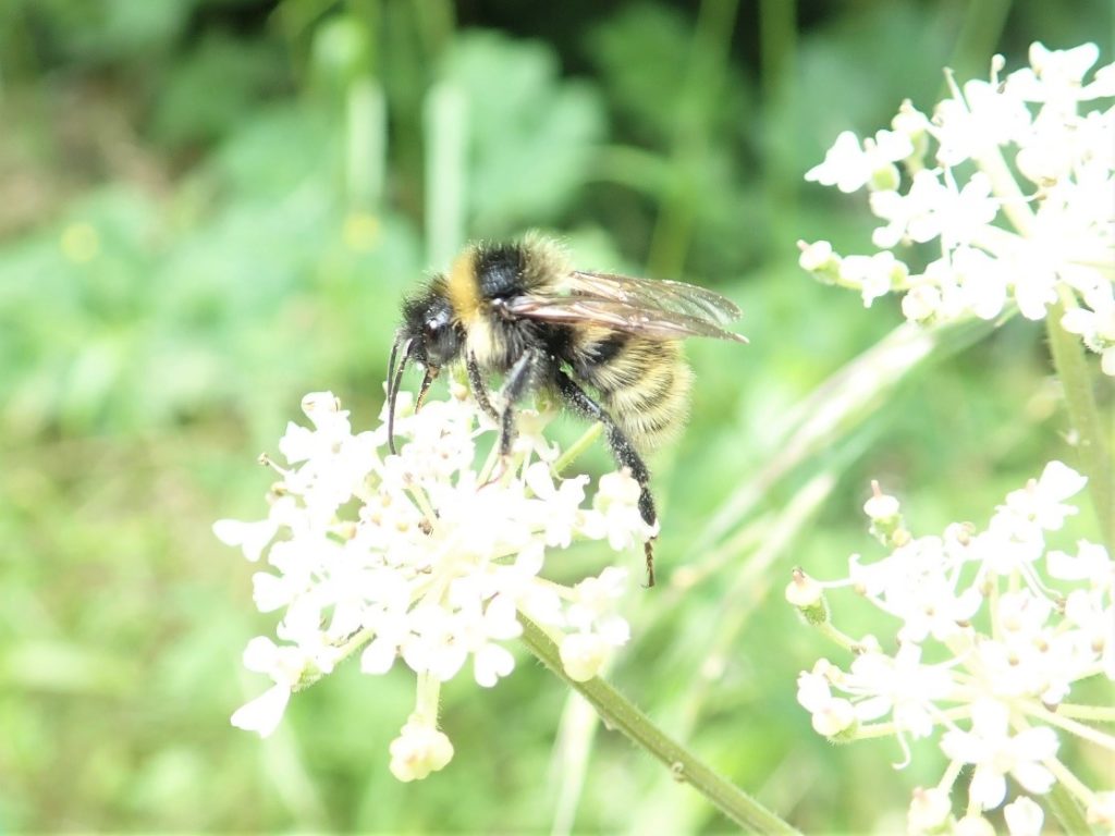 Field Cuckoo Bee