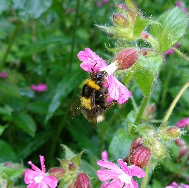 Garden Bumblebee