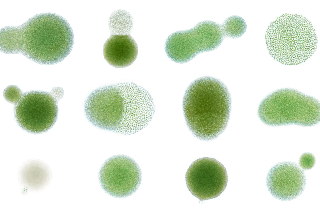 Green algae