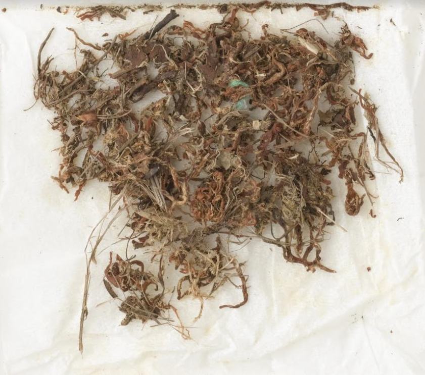 Herbarium specimen of Ghostwort