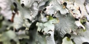 Tree Lungwort (Lobaria pulmonaria)