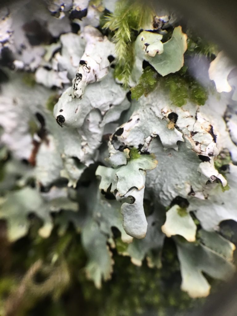 Lobaria pulmonaria