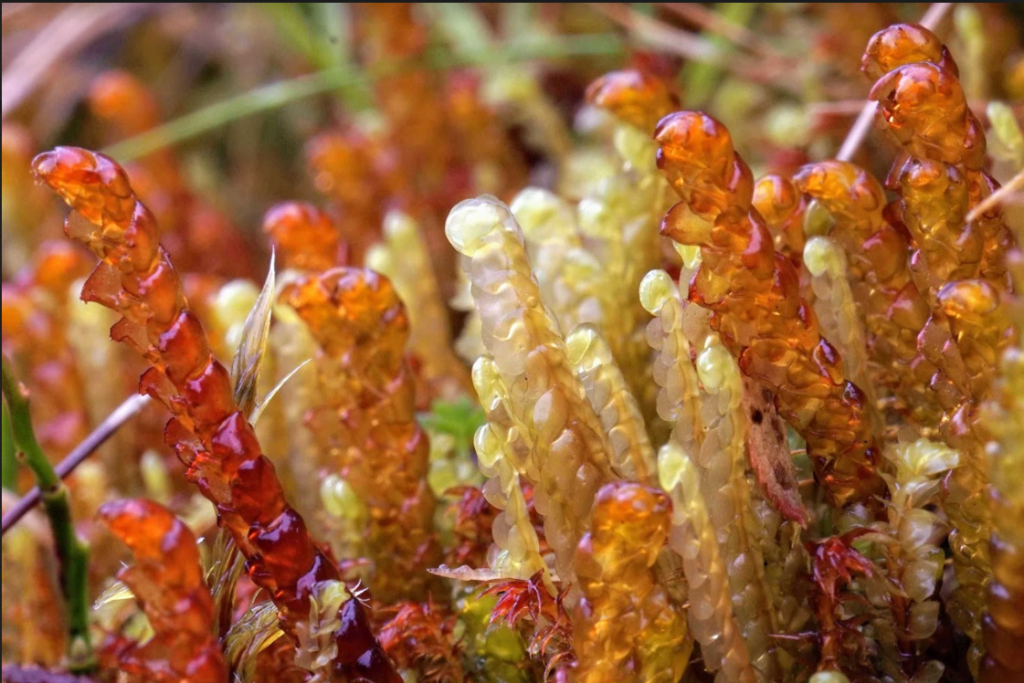 Mixed clump of liverworts