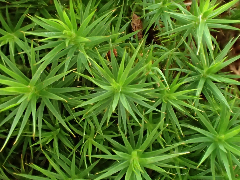 Polytrichum formosum 