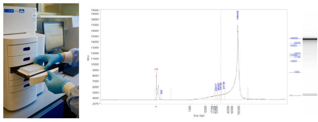 Size analysis of a long DNA sample. 