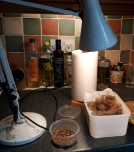 Warming rescued robin chicks under a lamp