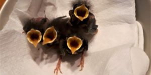 Robin chicks waiting to be fed