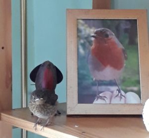 Young robin stands next to a photograph of an adult robin