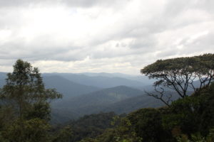 Forests of Rwanda