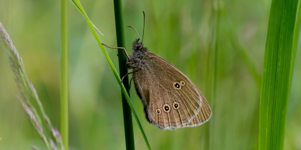 Ringlet butterfly (Aphantopus hyperantus)