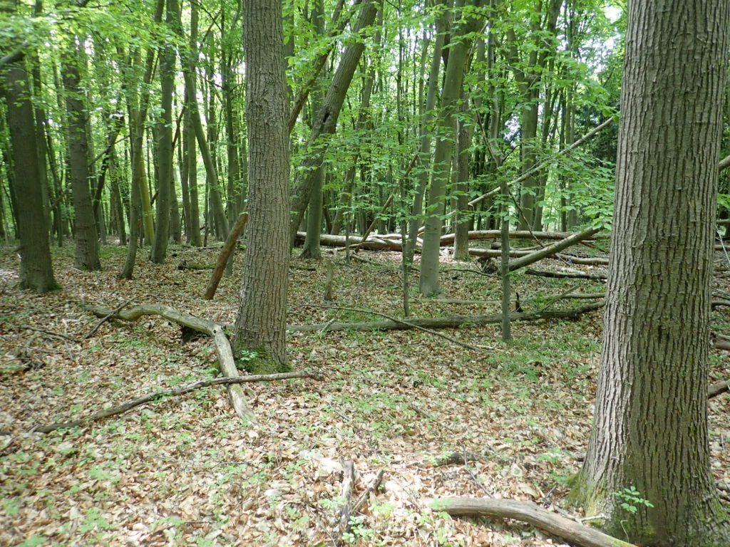 Beech Wood