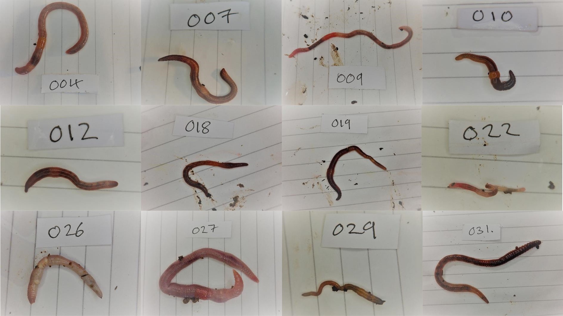 Sequencing the earthworms of Wytham Woods – Darwin Tree of Life
