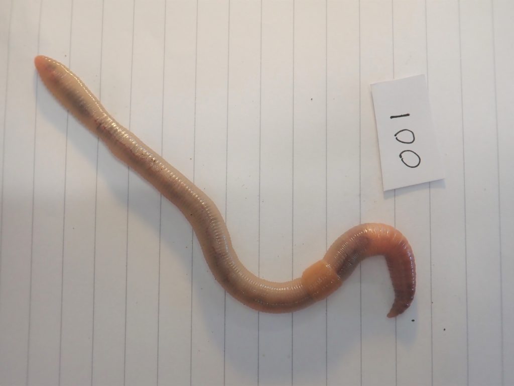 Earthworm specimen