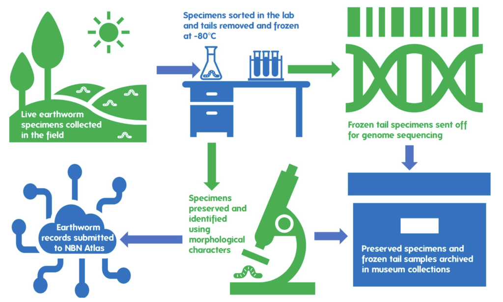 Stages of sequencing earthworms