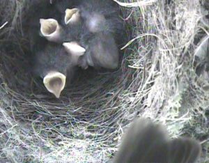 Robin chicks in the nest, via nest cam