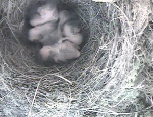 Robin chicks in the nest, via nest cam