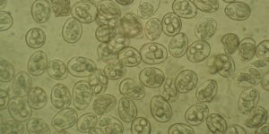 Eimeria tenella oocysts