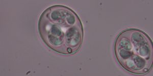 Eimeria tenella oocysts