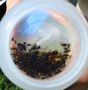 Flying insects caught in malaise trap