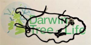 ribbon worm Lineus longissimus on Darwin Tree of Life logo