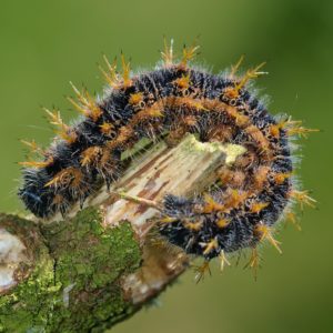 Large Tortoiseshell (Nymphalis polychloros) caterpillar