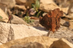 Large Tortoiseshell (Nymphalis polychloros)