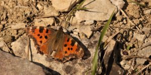 Large Tortoiseshell (Nymphalis polychloros)