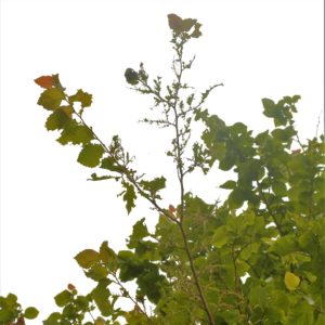 Large Tortoiseshell (Nymphalis polychloros) larval damage to tree