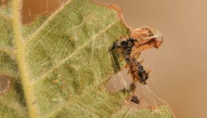 Fourth instar larval skins of Large Tortoiseshell (Nymphalis polychloros)