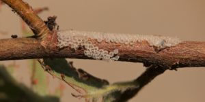 Large Tortoiseshell (Nymphalis polychloros) eggs hatched